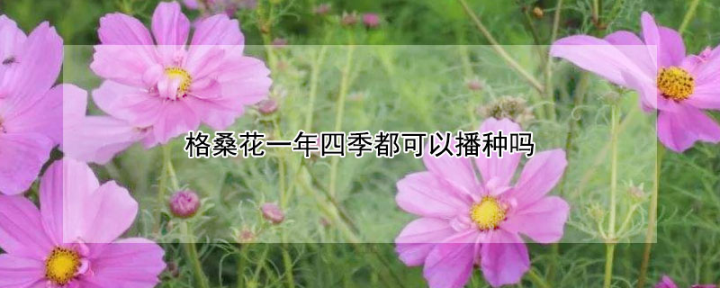 格桑花一年四季都可以播种吗