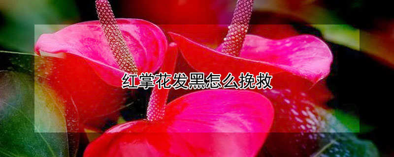 红掌花发黑怎么挽救