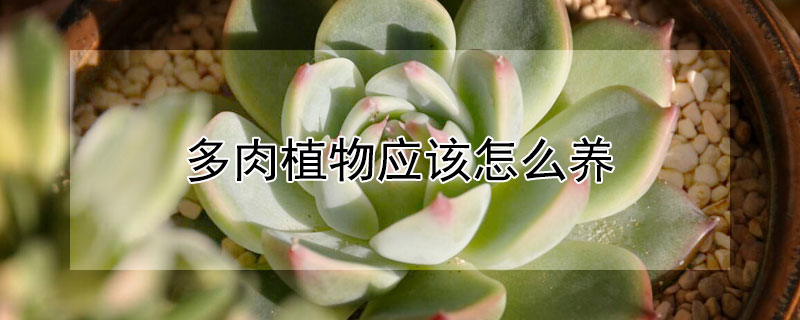 多肉植物应该怎么养