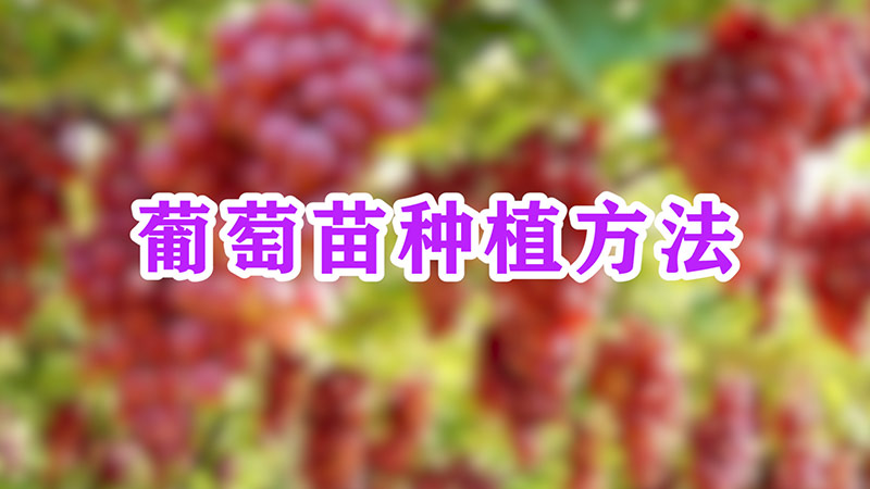 葡萄苗种植方法