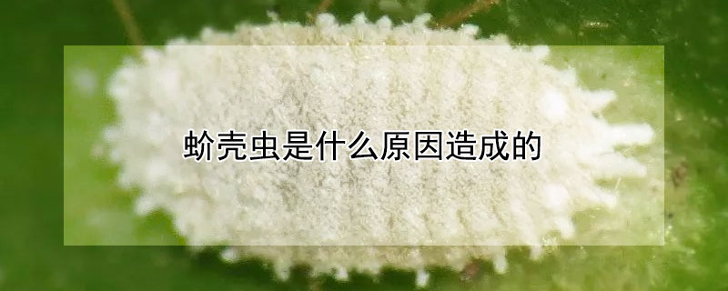 蚧壳虫是什么原因造成的