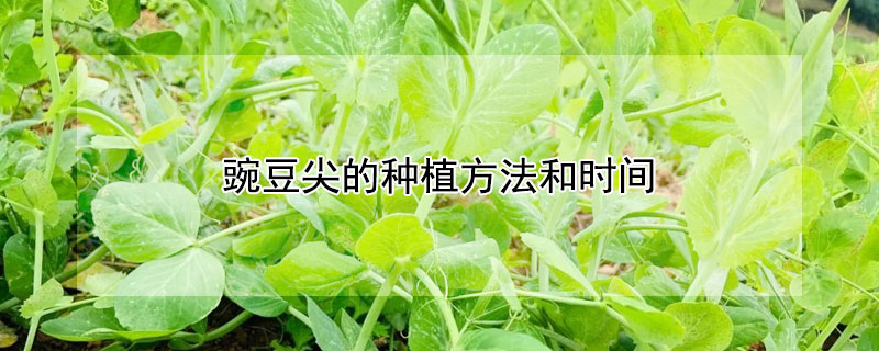 豌豆尖的种植方法和时间