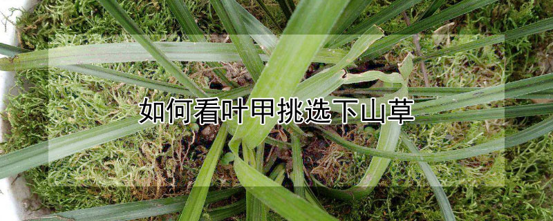 如何看叶甲挑选下山草