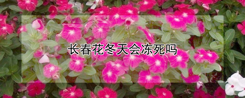 长春花冬天会冻死吗