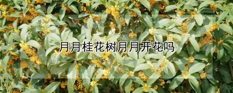 月月桂花树月月开花吗