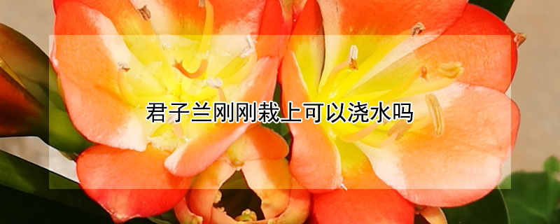 君子兰刚刚栽上可以浇水吗