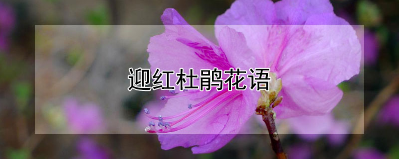 迎红杜鹃花语