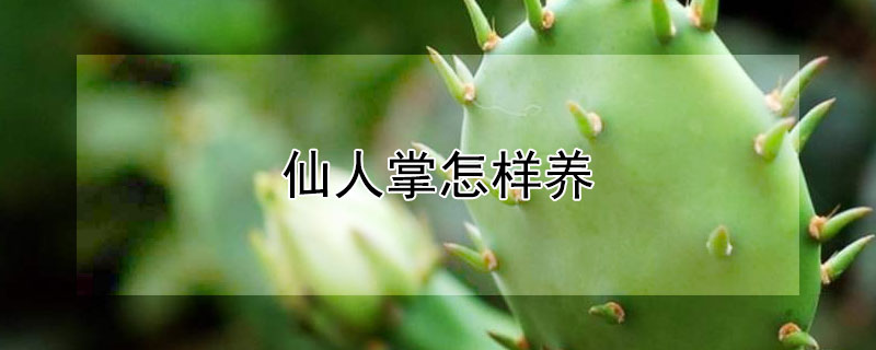 仙人掌怎样养