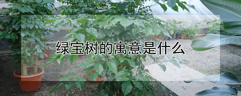 绿宝树的寓意是什么