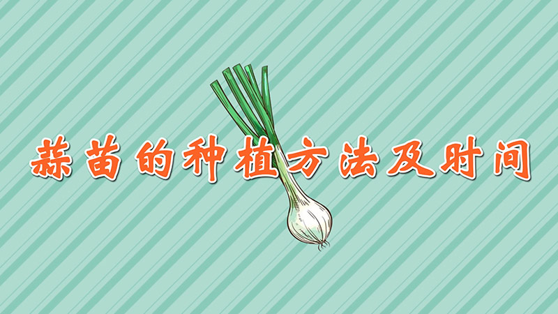 蒜苗的种植方法及时间