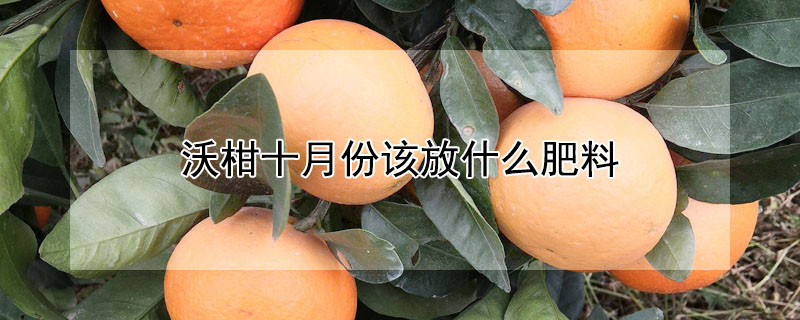 沃柑十月份该放什么肥料