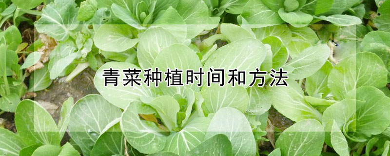 青菜种植时间和方法 —【发财农业网】