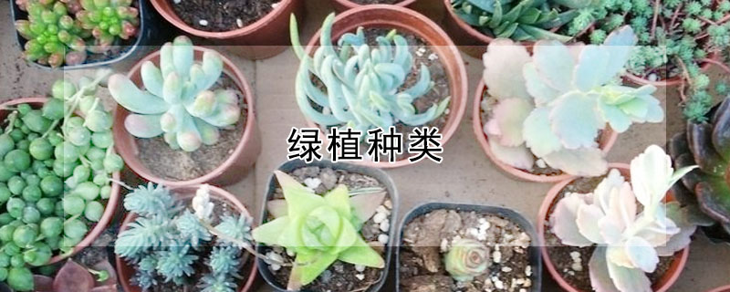 绿植种类 发财农业网 绿植种类 发财农业网