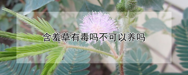 含羞草有毒吗不可以养吗