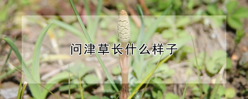 问津草长什么样子