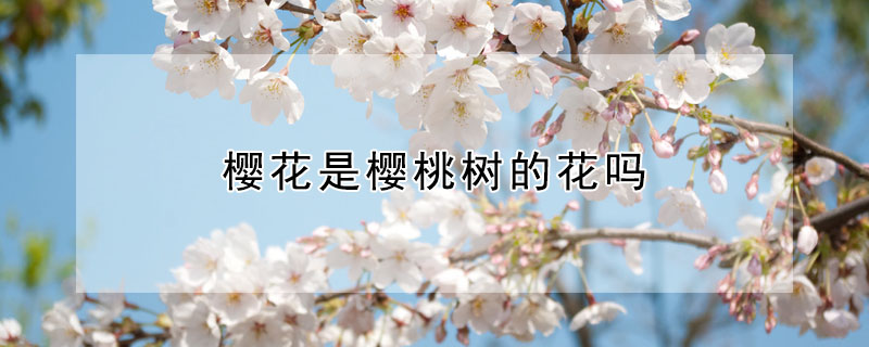 樱花是樱桃树的花吗