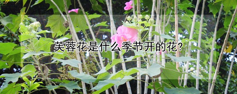 芙蓉花是什么季节开的花?