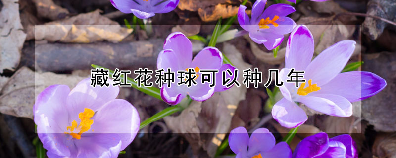 藏红花种球可以种几年