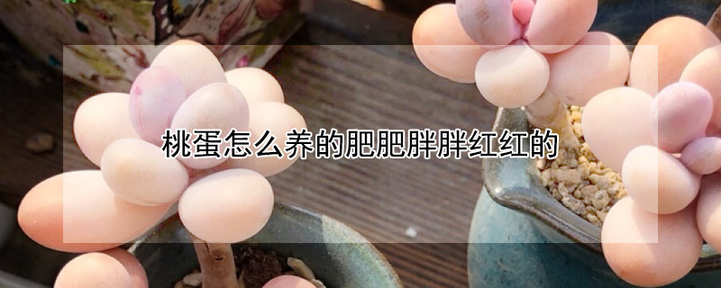 桃蛋怎么养的肥肥胖胖红红的