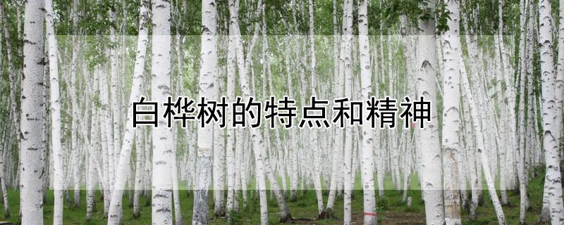 白桦树的特点和精神