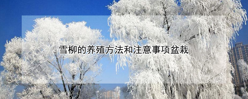 雪柳的养殖方法和注意事项盆栽