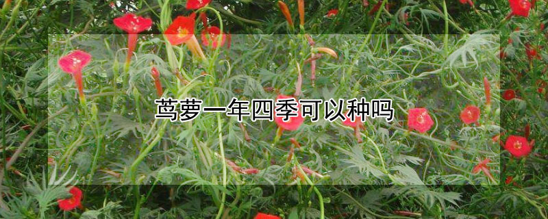 茑萝一年四季可以种吗