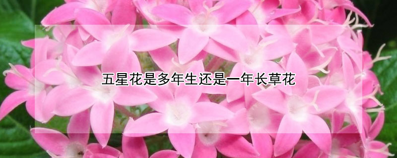 五星花是多年生还是一年长草花