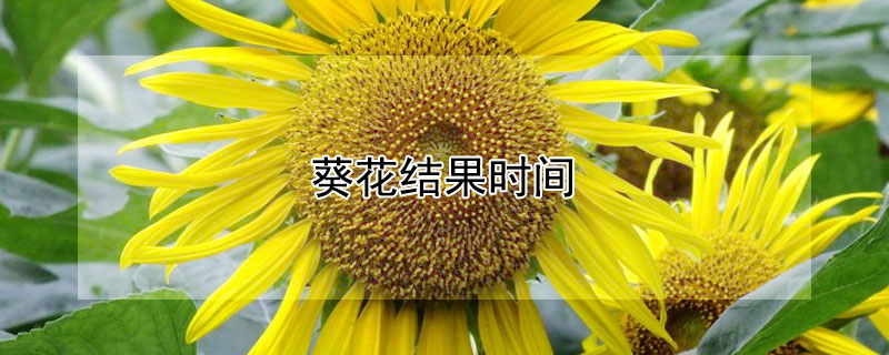 葵花结果时间