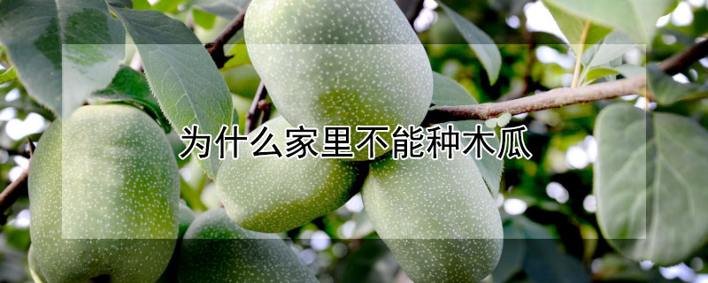 为什么家里不能种木瓜