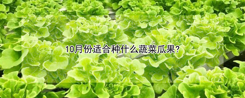 10月份适合种什么蔬菜瓜果?