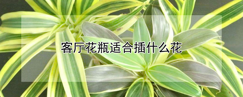 客厅花瓶适合插什么花