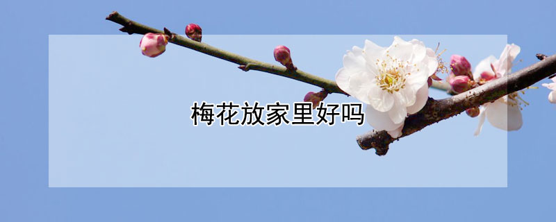 梅花放家里好吗