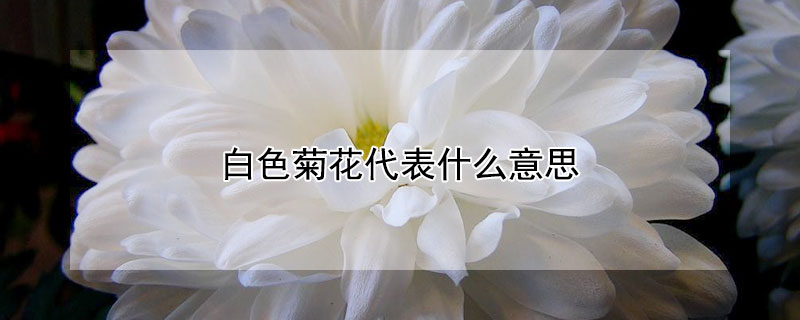 白色菊花代表什么意思