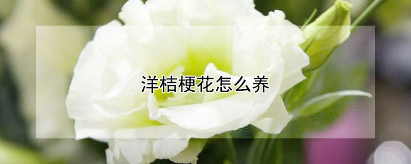 洋桔梗花怎么养