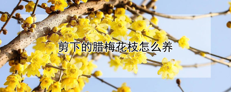 剪下的腊梅花枝怎么养