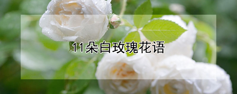 11朵白玫瑰花语