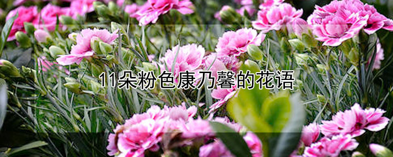 11朵粉色康乃馨的花语