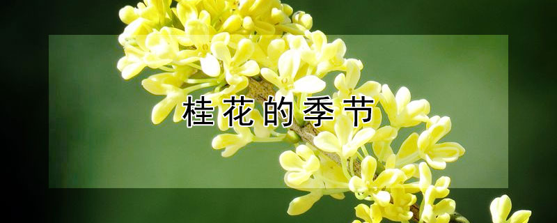 桂花的季节