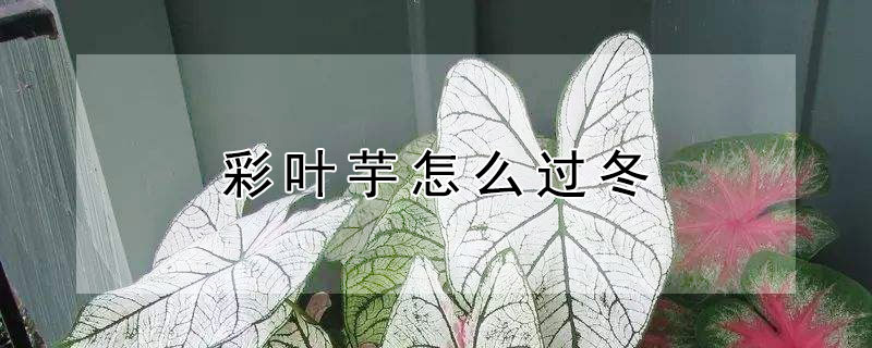 彩叶芋怎么过冬