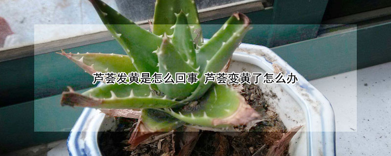 芦荟发黄是怎么回事 芦荟变黄了怎么办