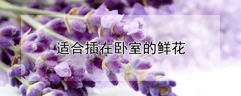 适合插在卧室的鲜花