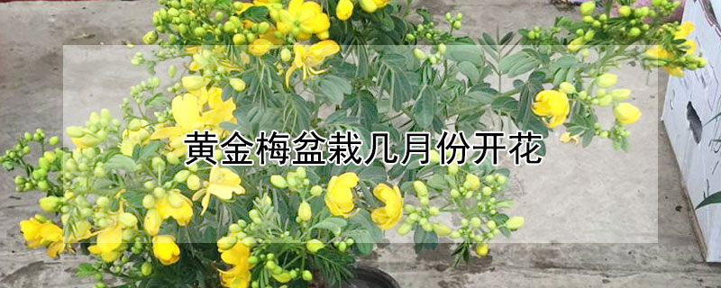 黄金梅盆栽几月份开花