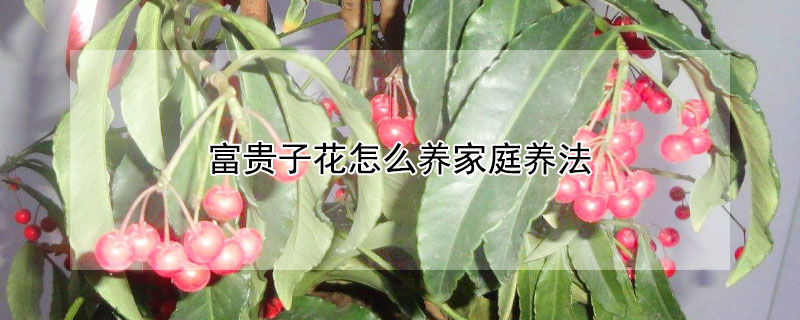 富贵子花怎么养家庭养法