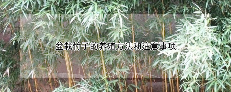 盆栽竹子的养殖方法和注意事项