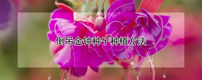 倒吊金钟种子种植方法