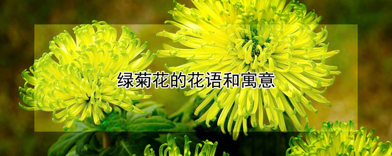 绿菊花的花语和寓意