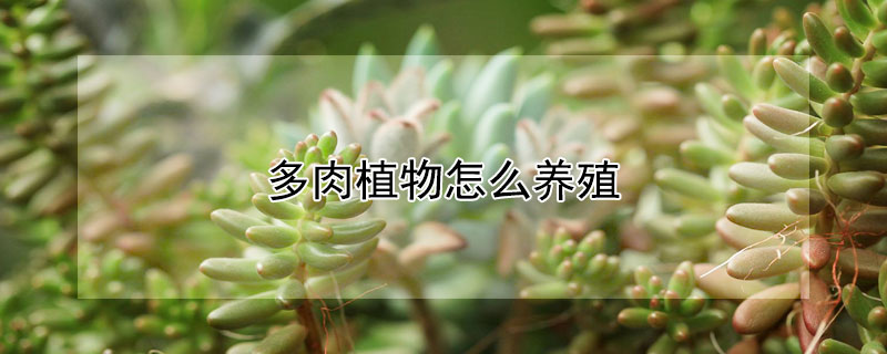 多肉植物怎么养殖