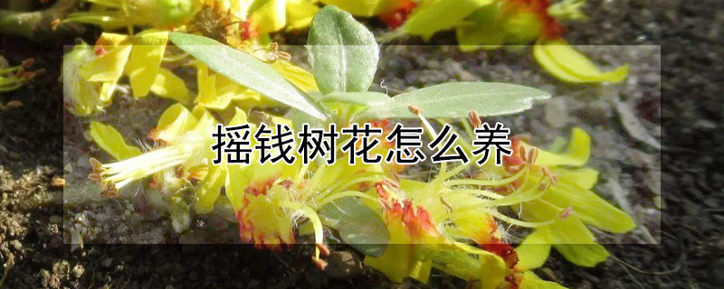 摇钱树花怎么养