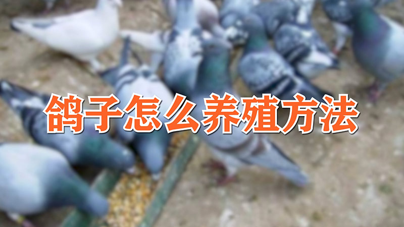 鸽子怎么养殖方法