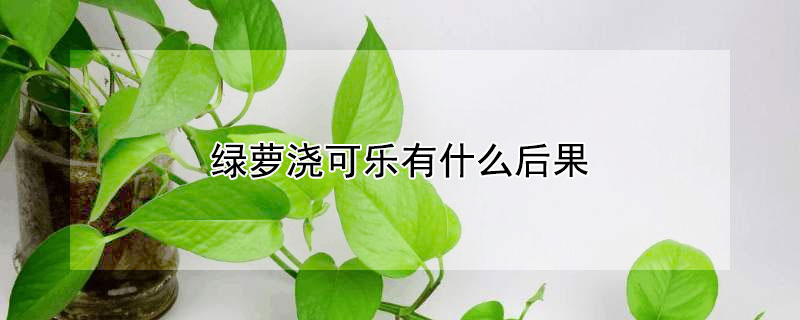 绿萝浇可乐有什么后果